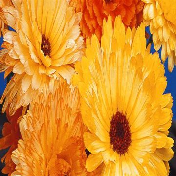 1 4085 Pot Marigold 'Pacfic Beauty'