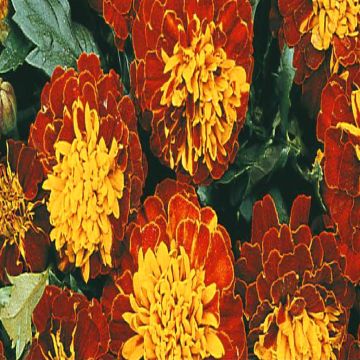 2 4772 French Marigold 'Harmony Boy'