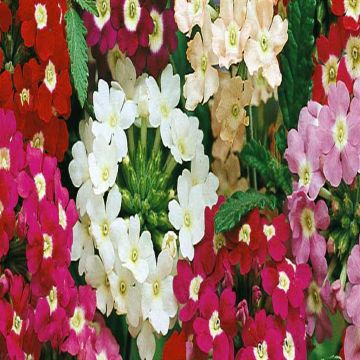 2 4835 Verbena 'Ideal Florist'