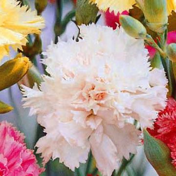 Carnation 'Grenadin'