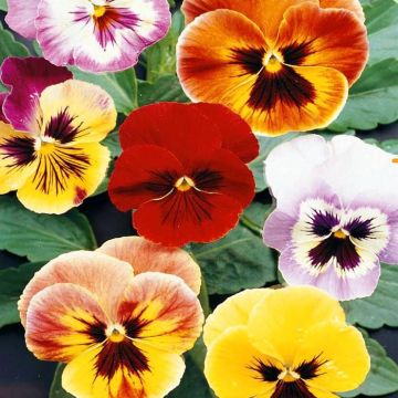 3 5145 Viola Pansy 'Aalsmeer Giants'