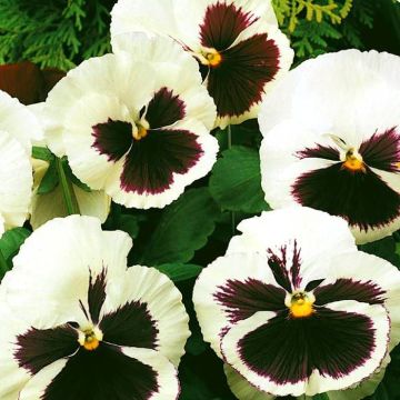 3 5188 Viola Pansy 'Silverbride'