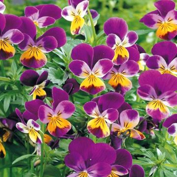 3 5198 Viola Cornuta 'Johnny Jump Up'