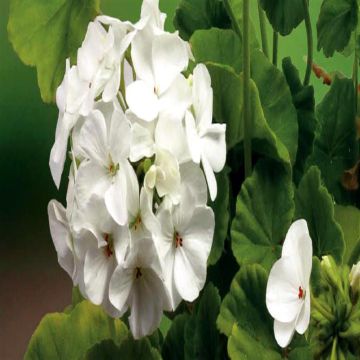 7 4562 Geranium Apollo, White