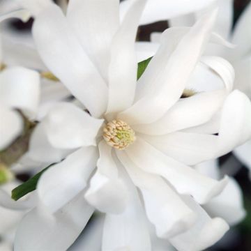 Magnolia Stellata