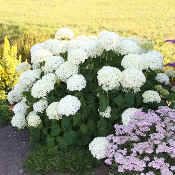 Hydrangea white