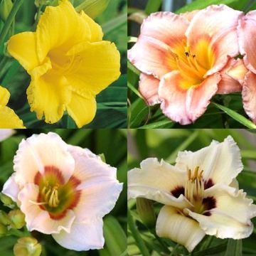 Hemerocallis Coll. of 4