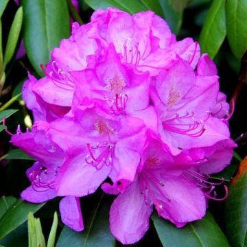 Rhododendron group 1 Roseum Elegance