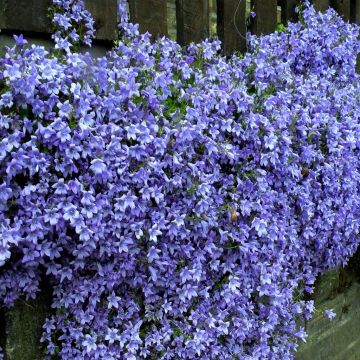 Campanula portenschlagenia