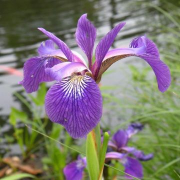 Iris virginica Gerald Darby (wetland iris)