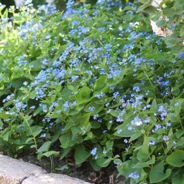 Brunnera Macrophylla 01