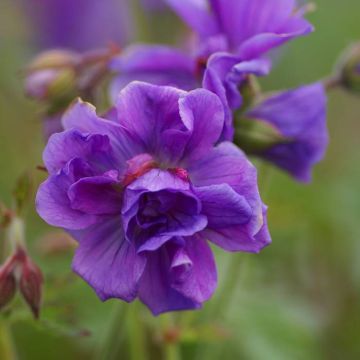 Geranium himalayense Plenum