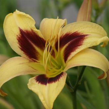 Hemerocallis Intermediair