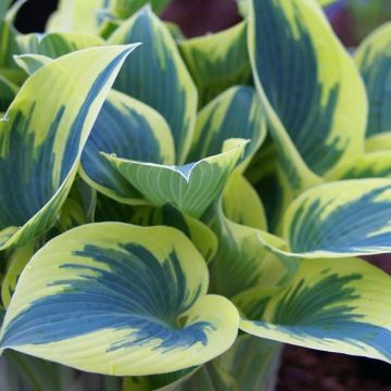 Hosta First Frost