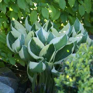 Hosta Patriot 01