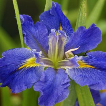 Iris louisiana All Agaze