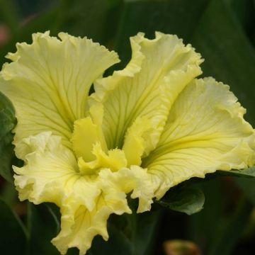 Iris louisiana Spanish Ballet