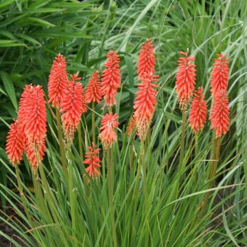 Kniphofia Candy Apple ™