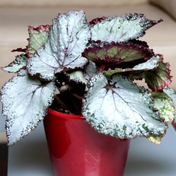 Begonia Grey