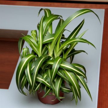 Chlorophytum laxum 'Pacific'