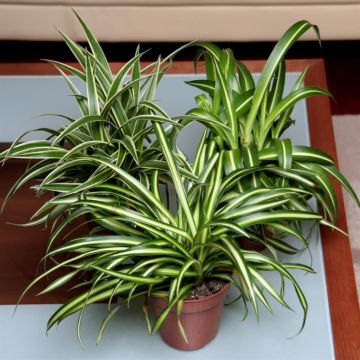 Collection Ocean-Pacific-Atlantic