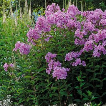 Phlox Paniculata Purple