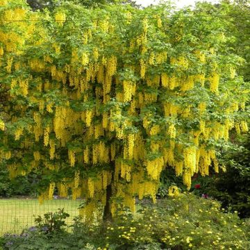 Laburnum Golden Rain