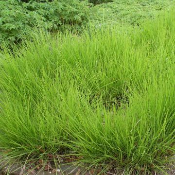 Sesleria autumnalis
