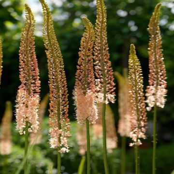 eremurus-romance-06