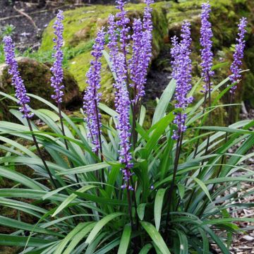 Liriope Royal Purple Tuin