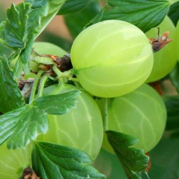 ribes hinonmacki green