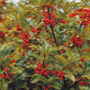 Ilex meseveae Blue Prince