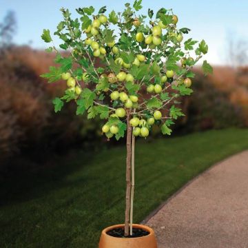 Ribes Kruisbes Hinnonmaki Grun stam pot v2