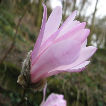 Magnolia stellata rosea