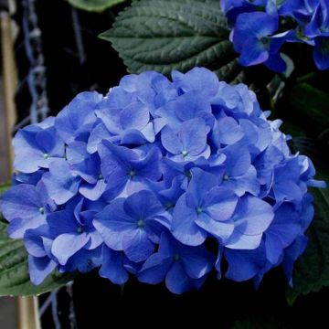 hydrangea adria