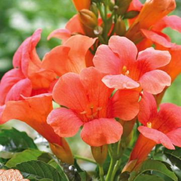 campsis madame galen