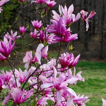 Magnolia BETTY