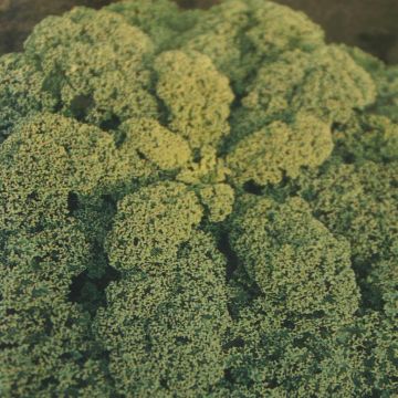 Boerenkool middelhoge variateit