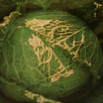 Savooiekool Grote late groene