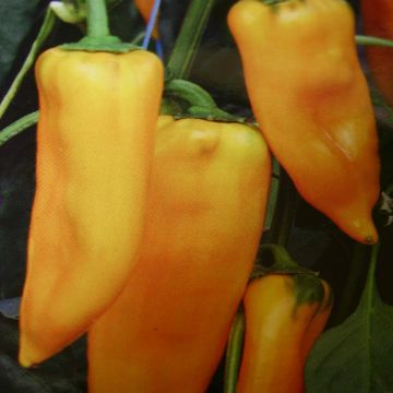 Paprika Palladio F1 hybr.