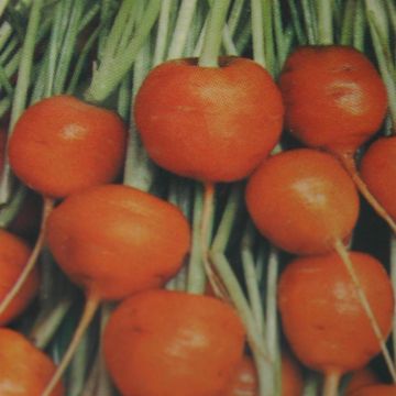 Wortelen Parijse markt