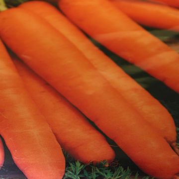 Winter Carrot Bergen F1 hybr.