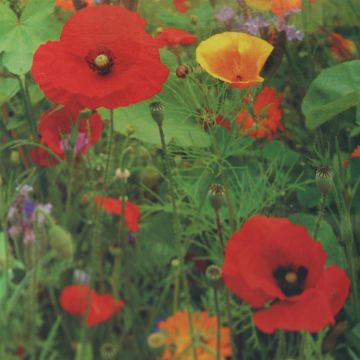 Wildebloemen mengsel