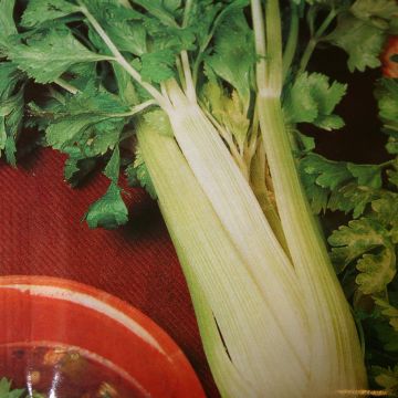 Bleekselderie Goudgele - Celery Golden