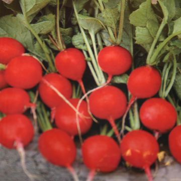 Radijs Bel Image - Radish Bel Image