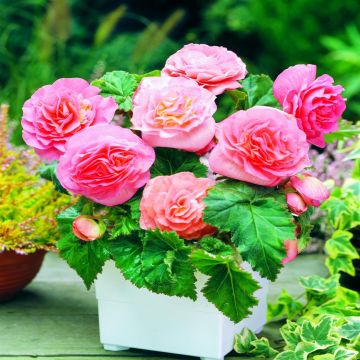 Begonia Non Stop Pink