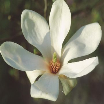 magnolia soul. alba superba
