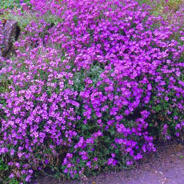 Aubretia pink