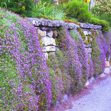 Aubretia Sidewall Rockery