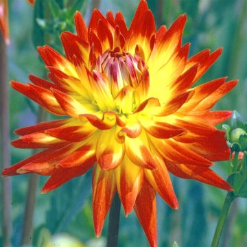 Cactus Dahlia Vuurvogel